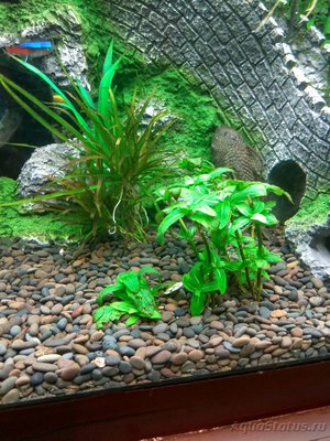 Мой аквариум на 220 литров Залим  - IMG_20161020_185352_HDR.jpg
