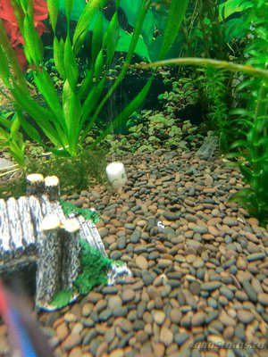 Мой аквариум на 220 литров Залим  - IMG_20161020_185514_HDR.jpg