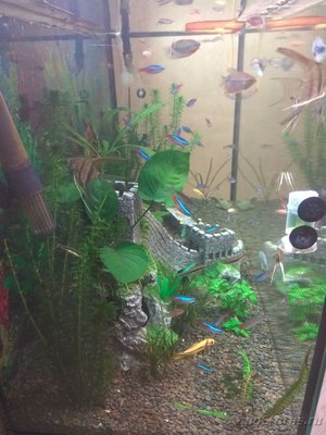 Мой аквариум на 220 литров Залим  - IMG_20161020_185842.jpg