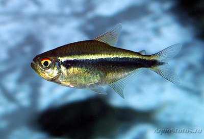 Помогите опознать рыбку опознание рыб  - black-neon-tetra.jpg