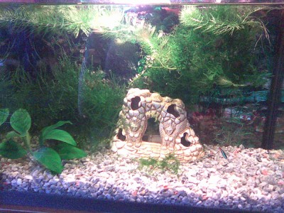 Мой аквариум креветятник 25 литров Simbo  - 14022010_005.jpg