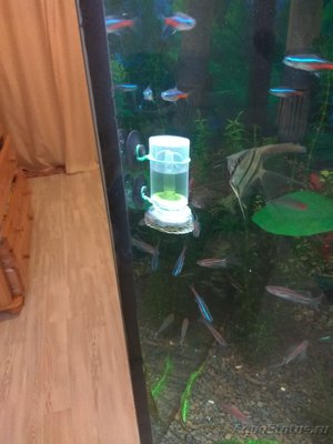 Мой аквариум на 220 литров Залим  - IMG_20161020_185831.jpg