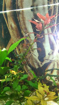 Фото Опознание аквариумных растений (photo#83579)