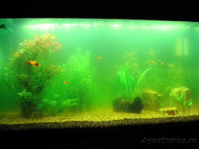 Зеленая вода в аквариуме