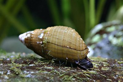 Фото Улитка Мелания Melanoides tuberculata и granifera  (photo#83936)