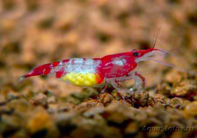 Креветка Рили (Neocaridina heteropoda sp. Rili)