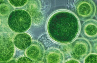 Сине-зеленые водоросли в аквариуме - 1 - Сине-зеленые-водоросли_.jpg