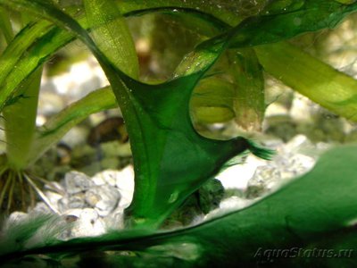 Сине-зеленые водоросли в аквариуме - 3 - Сине-зеленые-водоросли__.jpg