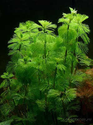 Аквариумное растение кабомба - Кабомба.jpg