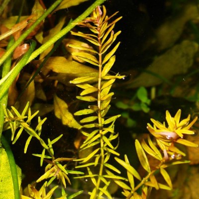 Фото Rotala indica Ротала индика и Rotala rotundifolia Ротала круглолистная  (photo#8505)