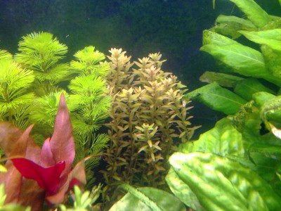 Rotala indica (Ротала индика) и Rotala rotundifolia (Ротала круглолистная)