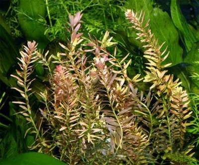 Rotala indica (Ротала индика) и Rotala rotundifolia (Ротала круглолистная)