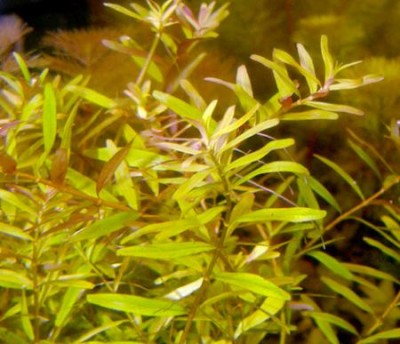 Rotala indica (Ротала индика) и Rotala rotundifolia (Ротала круглолистная)