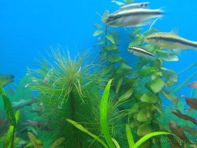 Опознание аквариумных растений - 2016-12-24 21.25.43.jpg