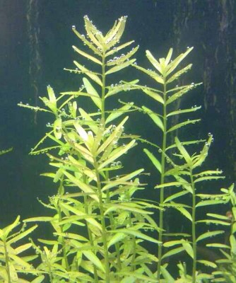 Rotala indica (Ротала индика) и Rotala rotundifolia (Ротала круглолистная)