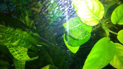 Почему не растут или плохо растут растения в аквариуме? - DSC_0058.JPG