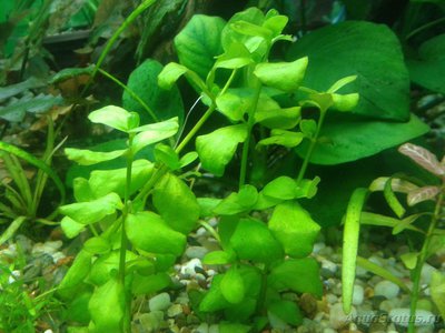 Опознание аквариумных растений - 2017-02-05 20.17.26.jpg