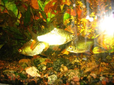Мой аквариум и его обитатели, 70 литров Бошетунмай  - IMG_0074.JPG