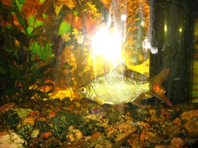 Мой аквариум и его обитатели, 70 литров Бошетунмай  - IMG_0072.JPG