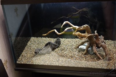 Мой аквариум и его обитатели, 70 литров Бошетунмай  - DSC04814.JPG