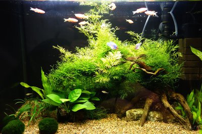 Мой аквариум и его обитатели, 70 литров Бошетунмай  - DSC04976.JPG