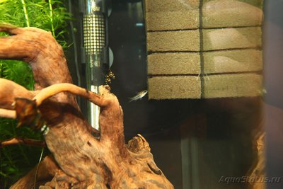Мой аквариум и его обитатели, 70 литров Бошетунмай  - IMG_6816.JPG