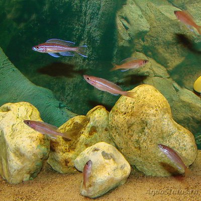 Парациприхромис нигрипиннис "блю неон" (Paracyprichromis nigripinnis " blue neon