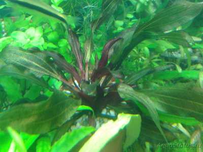 Опознание аквариумных растений - 2017-02-13 18.16.53.jpg