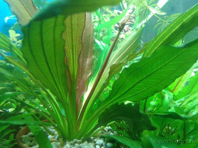 Опознание аквариумных растений - 2017-02-13 17.36.38.jpg