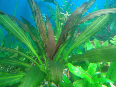Опознание аквариумных растений - 2017-02-13 18.16.45.jpg