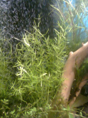Опознание аквариумных растений - Фото0118.jpg