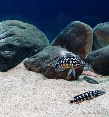 Фото Юлидохромис Марлиера, юлидохромис сетчатый Julidochromis marlieri  (photo#86632)