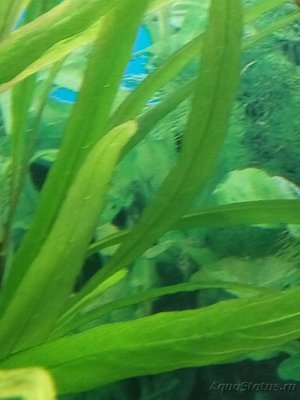 Мой аквариум 110 литров yulia211  - IMG_20170224_124146.jpg