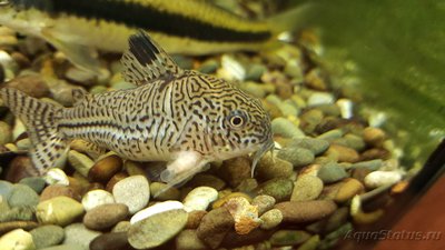 Определение и диагностика болезней у аквариумных рыб