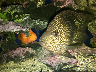 Фото Попугай красный, Рыба-попугай Red Parrot Cichlid  (photo#86952)