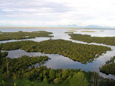 Фото Боция Клоун в аквариуме. (photo#87153)