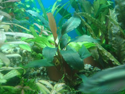 Опознание аквариумных растений - 2017-03-09 20.28.00.jpg