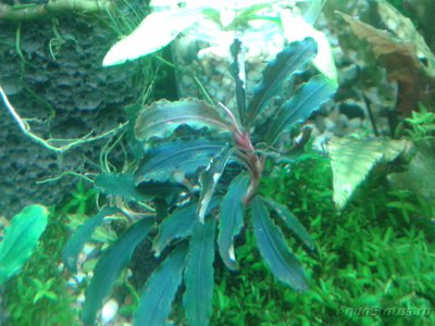 Опознание аквариумных растений - 2017-03-10 20.54.04.jpg