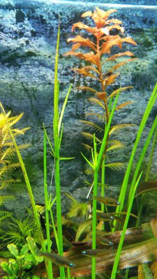 Опознание аквариумных растений - аквариумное растение2.jpg