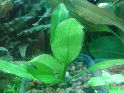Опознание аквариумных растений - 2017-04-02 19.48.59.jpg