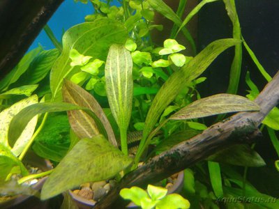 Опознание аквариумных растений - 2017-04-04 19.29.17.jpg