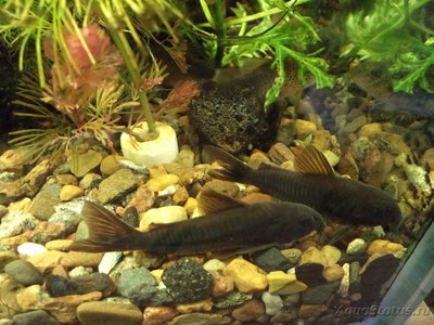 Фото Нерест Коридорас Блэк Венесуэла Corydoras sp. Black Venezuela  (photo#87950)