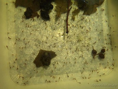 Фото Нерест Коридорас Блэк Венесуэла Corydoras sp. Black Venezuela  (photo#88022)