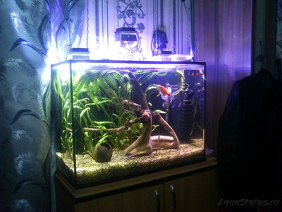 Фото Делаю бюджетный свет для аквариума из китайских светодиодных матриц 10W (photo#88144)