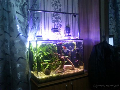 Фото Делаю бюджетный свет для аквариума из китайских светодиодных матриц 10W (photo#88145)