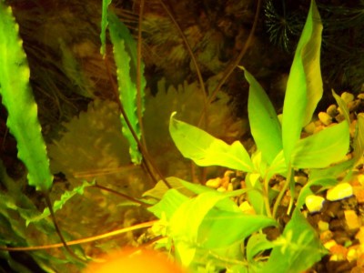 Опознание аквариумных растений - DSC02670.JPG