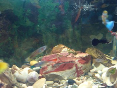 Умирают рыбки в аквариуме - IMG_20170424_161616.jpg