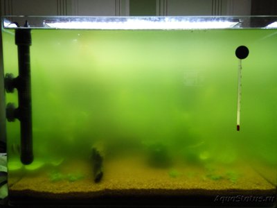 Цветение воды, зеленая вода, позеленела аквариум - IMG_20170427_223034.jpg