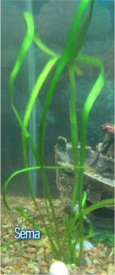 Опознание аквариумных растений - 02.jpg