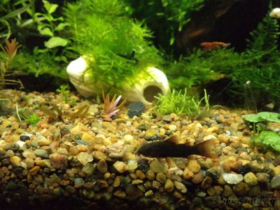 Фото Нерест Коридорас Блэк Венесуэла Corydoras sp. Black Venezuela  (photo#88755)